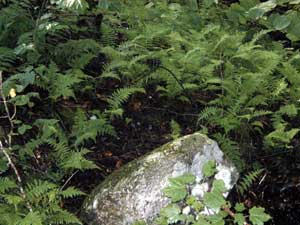 Pretty pretty ferns